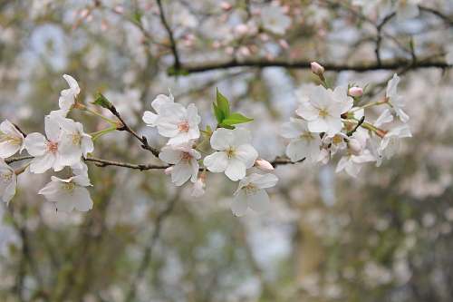 cherry blossom selective focus photo of white cherry blossoms blossom